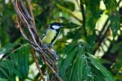 LondonWWT_298