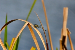 LondonWWT_375