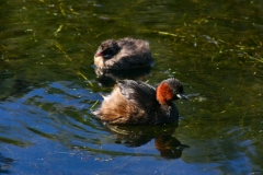 LondonWWT_435