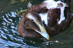 LondonWWT_443