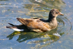 LondonWWT_447