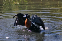 LondonWWT_492