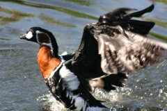 LondonWWT_495