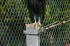 ChesterZoo3_028