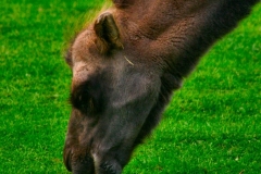 ChesterZoo3_039