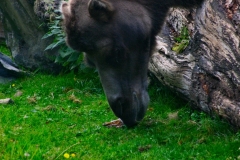 ChesterZoo3_044