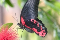 ChesterZoo3_079
