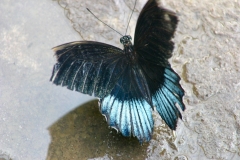 ChesterZoo3_093