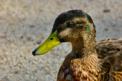 ChesterZoo3_111