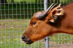 ChesterZoo3_155