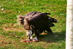 ChesterZoo3_184