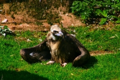 ChesterZoo3_199