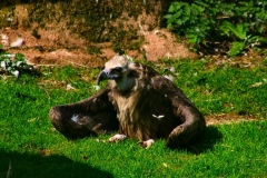 ChesterZoo3_203