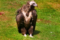 ChesterZoo3_214