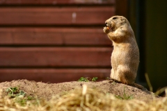 ChesterZoo3_240