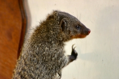 ChesterZoo3_295