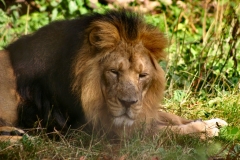 ChesterZoo3_313