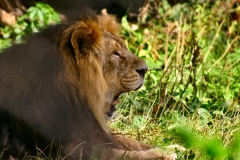 ChesterZoo3_323