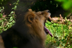 ChesterZoo3_352