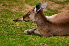 ChesterZoo3_423