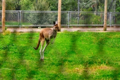 ChesterZoo3_443