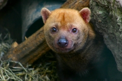 ChesterZoo3_492