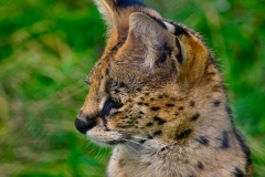 ChesterZoo3_523