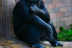 ChesterZoo3_603
