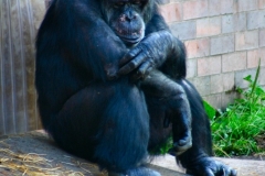 ChesterZoo3_607