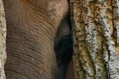 ChesterZoo3_744