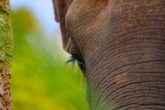 ChesterZoo3_749