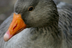 Reading_Ducks_0002
