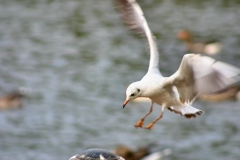 Reading_Ducks_0006