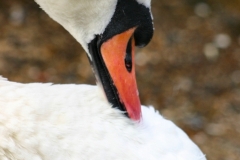 Reading_Ducks_0026