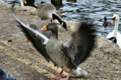 Reading_Ducks_0038