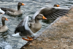 Reading_Ducks_0051