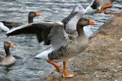 Reading_Ducks_0052