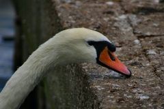 Reading_Ducks_0072