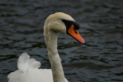 Reading_Ducks_0078