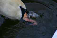 Reading_Ducks_0110