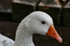Reading_Ducks_0121