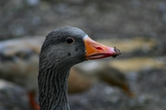 Reading_Ducks_0126