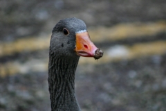 Reading_Ducks_0128