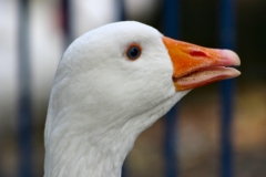 Reading_Ducks_0135