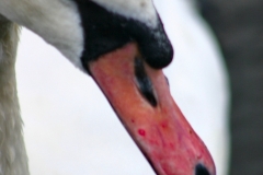 Reading_Ducks_0156