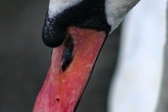 Reading_Ducks_0162