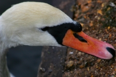 Reading_Ducks_0180