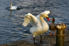Reading_Ducks_0244