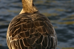 Reading_Ducks_0258