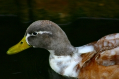 Reading_Ducks_0272